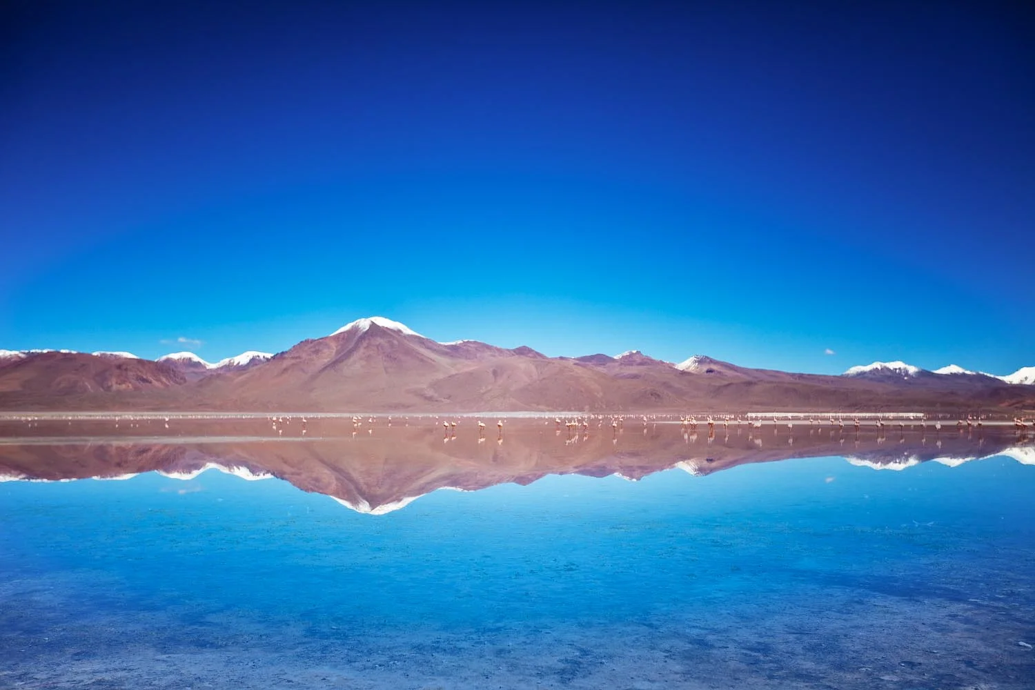  Laguna Colorada, Bolivia 