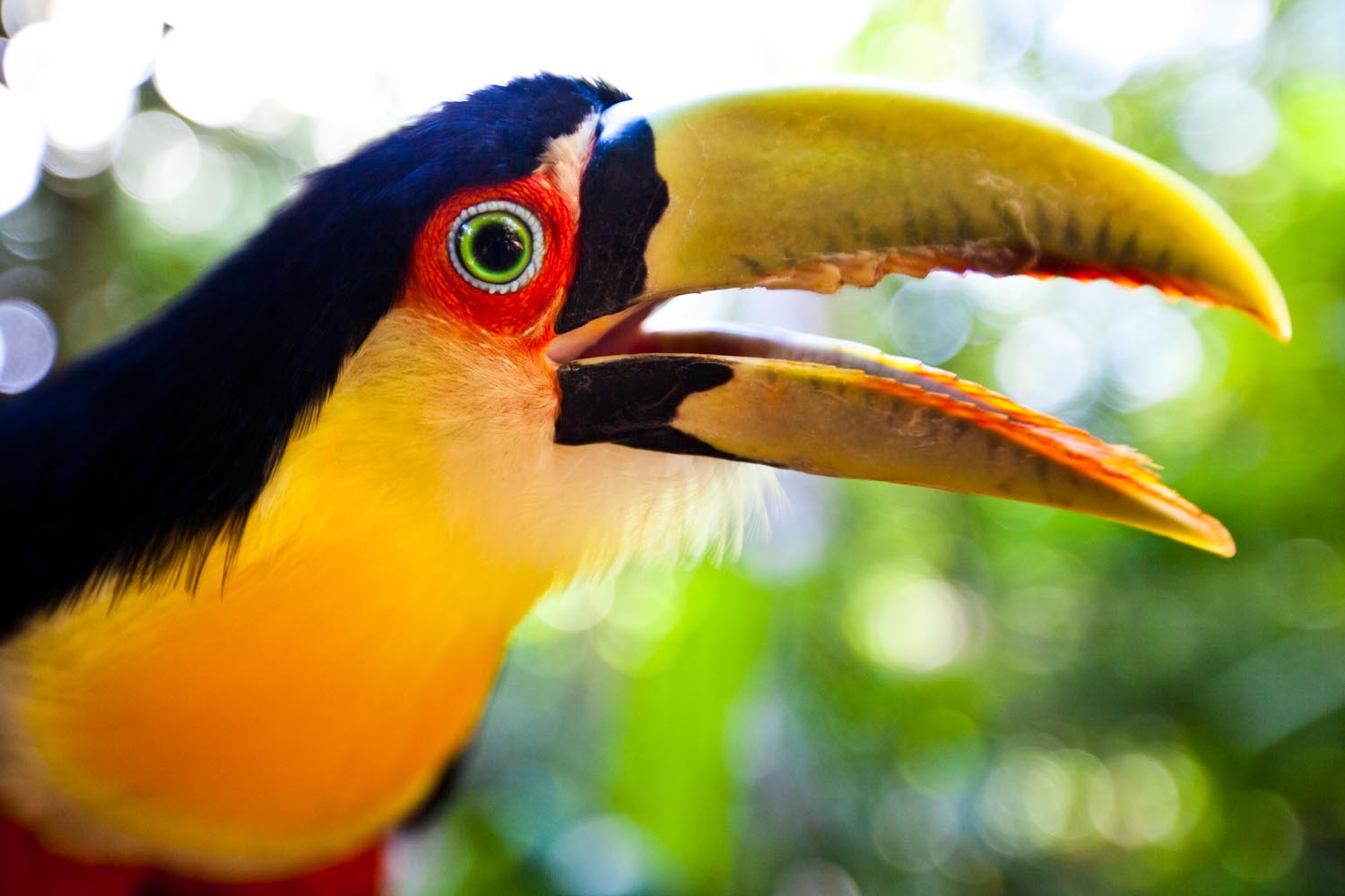  Red Breasted Toucan: Foz do Iguacu, Brazil 