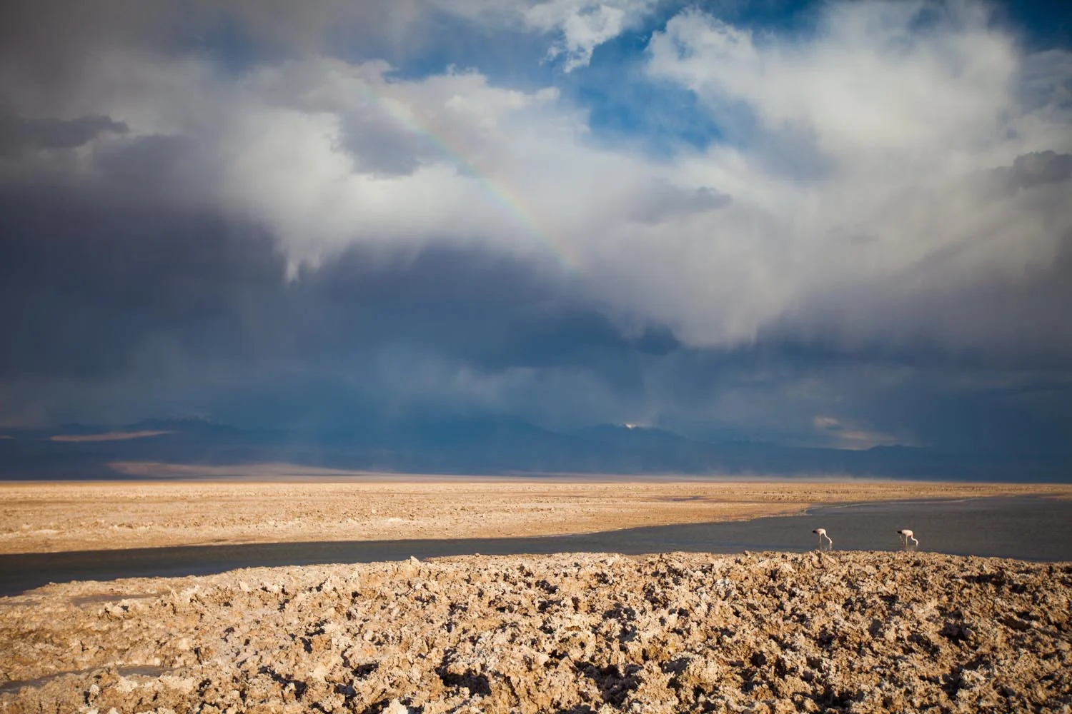  National Flamingo Reserve: Atacama Desert, Chile 