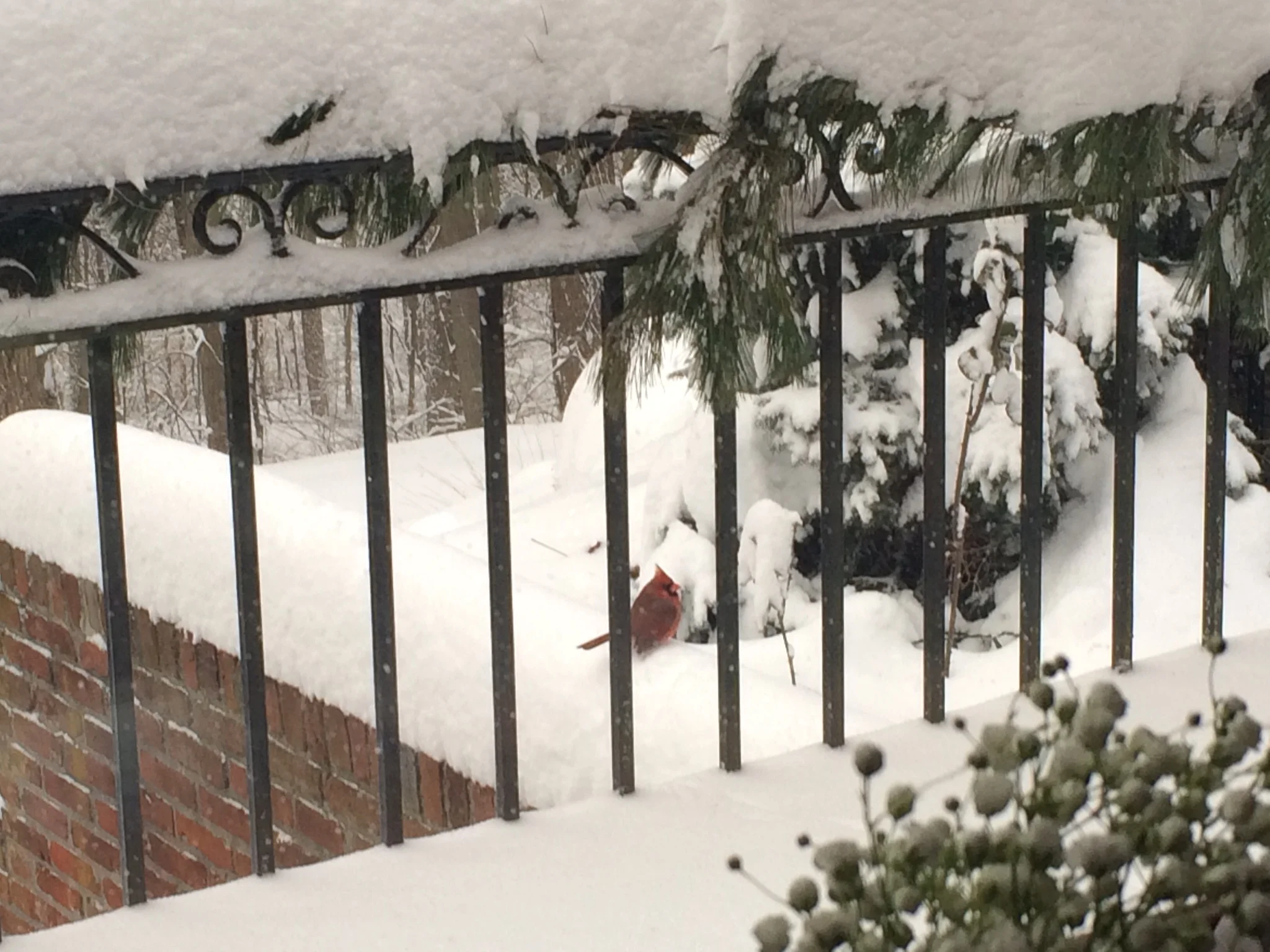 This cardinal was sitting right outside my office window while I was blogging!