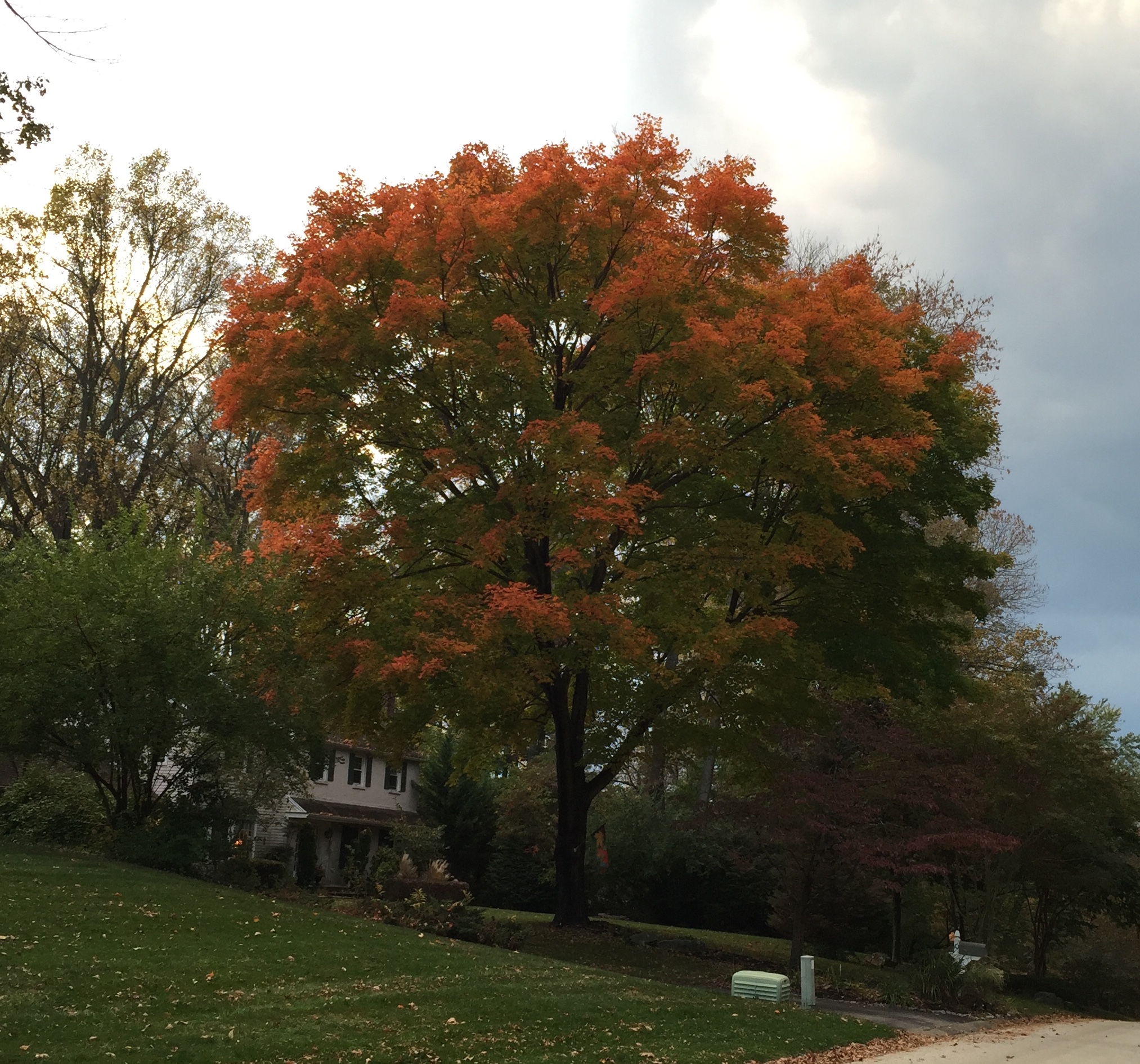 The gorgeous tree just around the corner from my house! Compliments of my neighbor friends Alison and Bill!