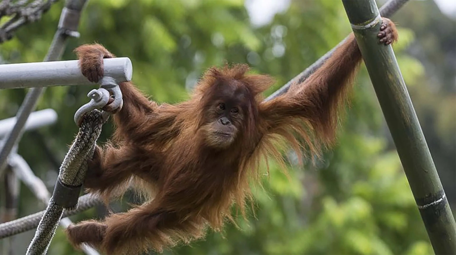 Orangutan in motion.jpg