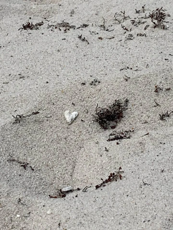 heart shaped shell on the beach.jpg