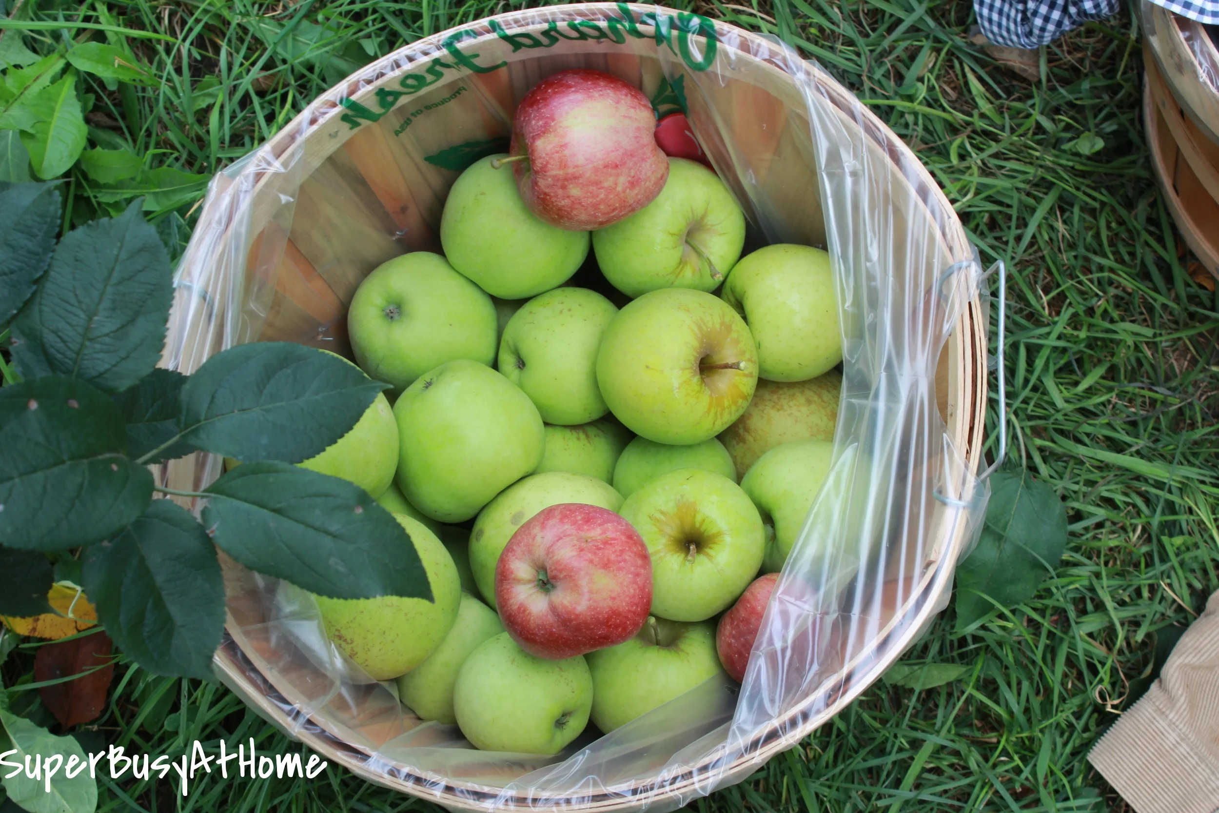 Apple Picking 2015