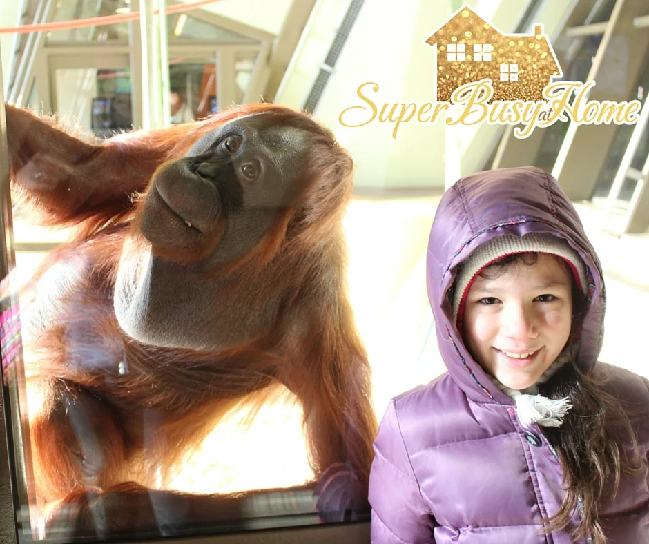 Our Winter Trip to the Indianapolis Zoo