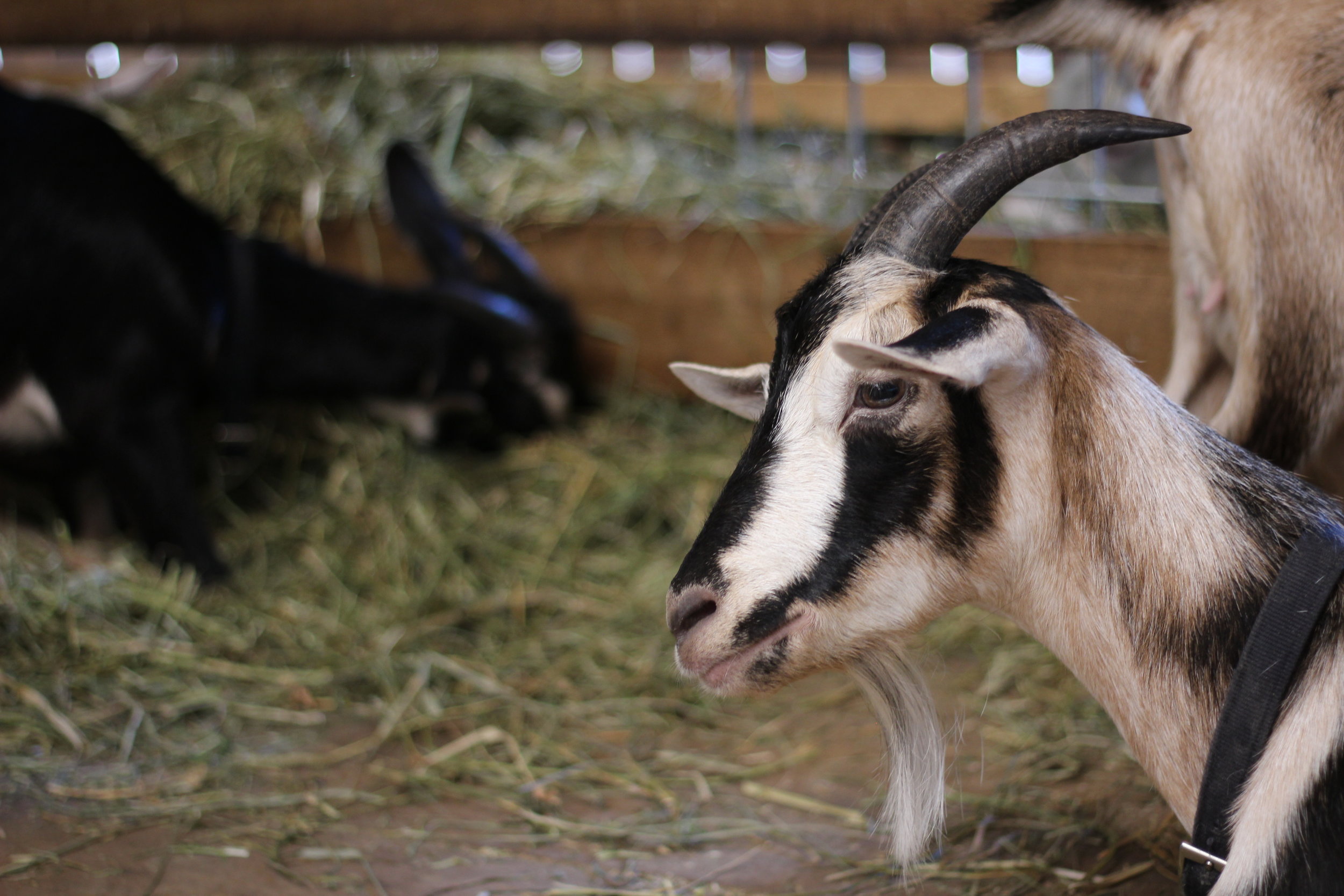 Goat Kid at Conner Prairie