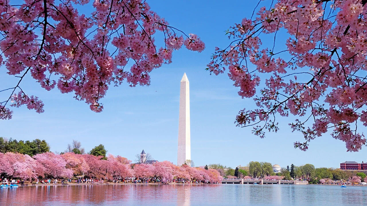 030618-cc-cherry-blossom-img.jpg