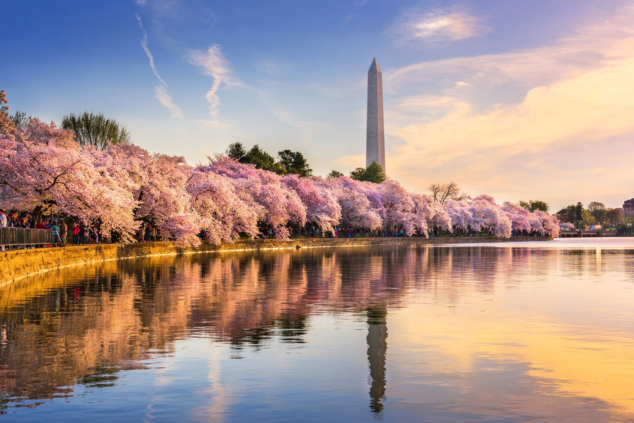 cherry-blossoms-along-tidal-basin.jpg