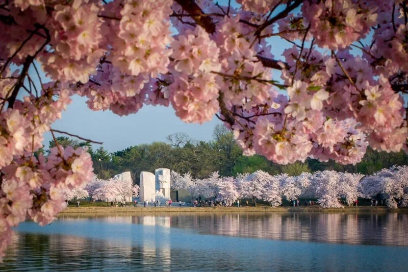 mlk-memorial-from-across-tidal-basin-surrounded-by-blossoms_credit-fred-dunn.jpg