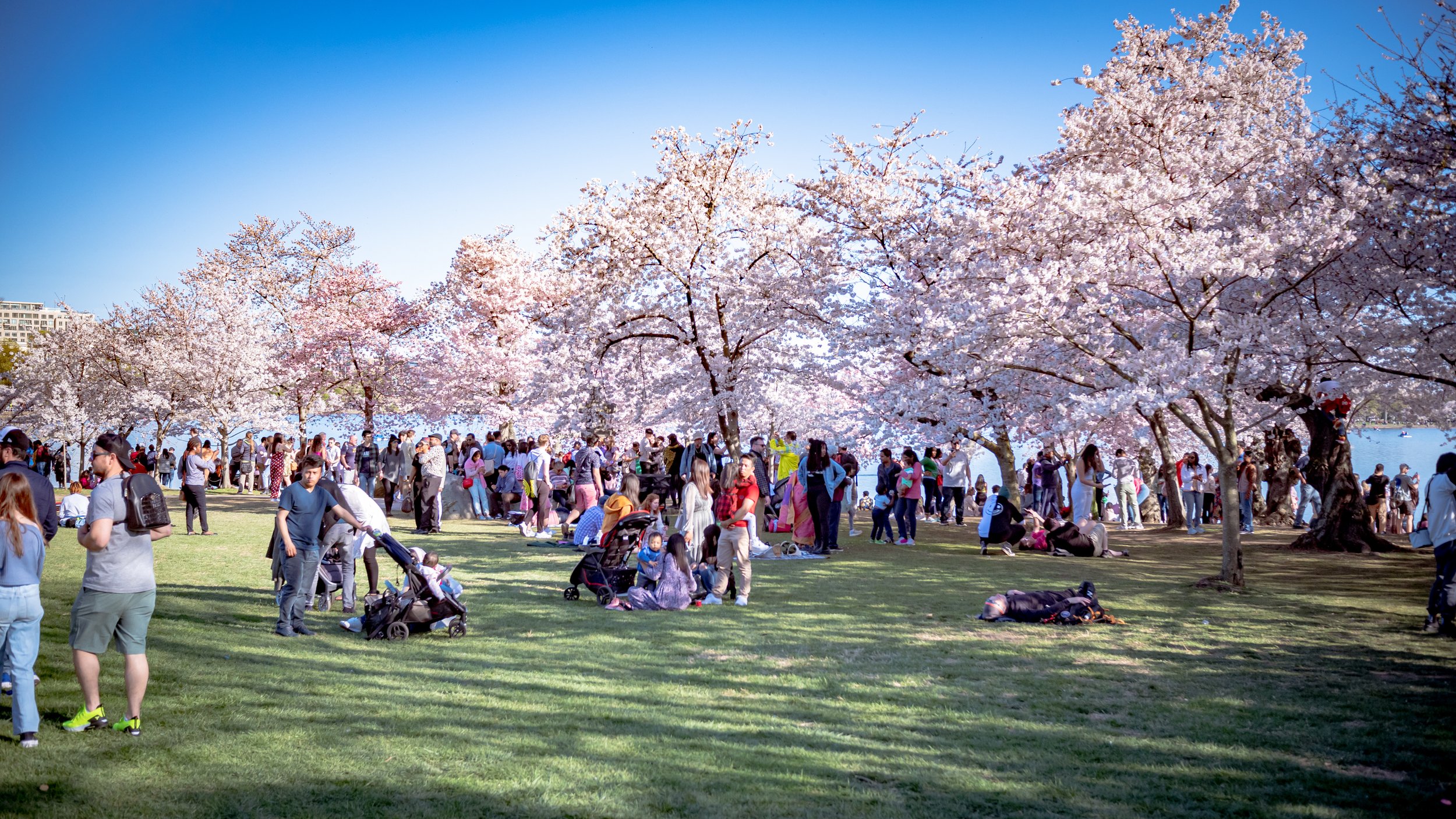 RGI_CHERRY_BLOSSOM_DC_177.jpg