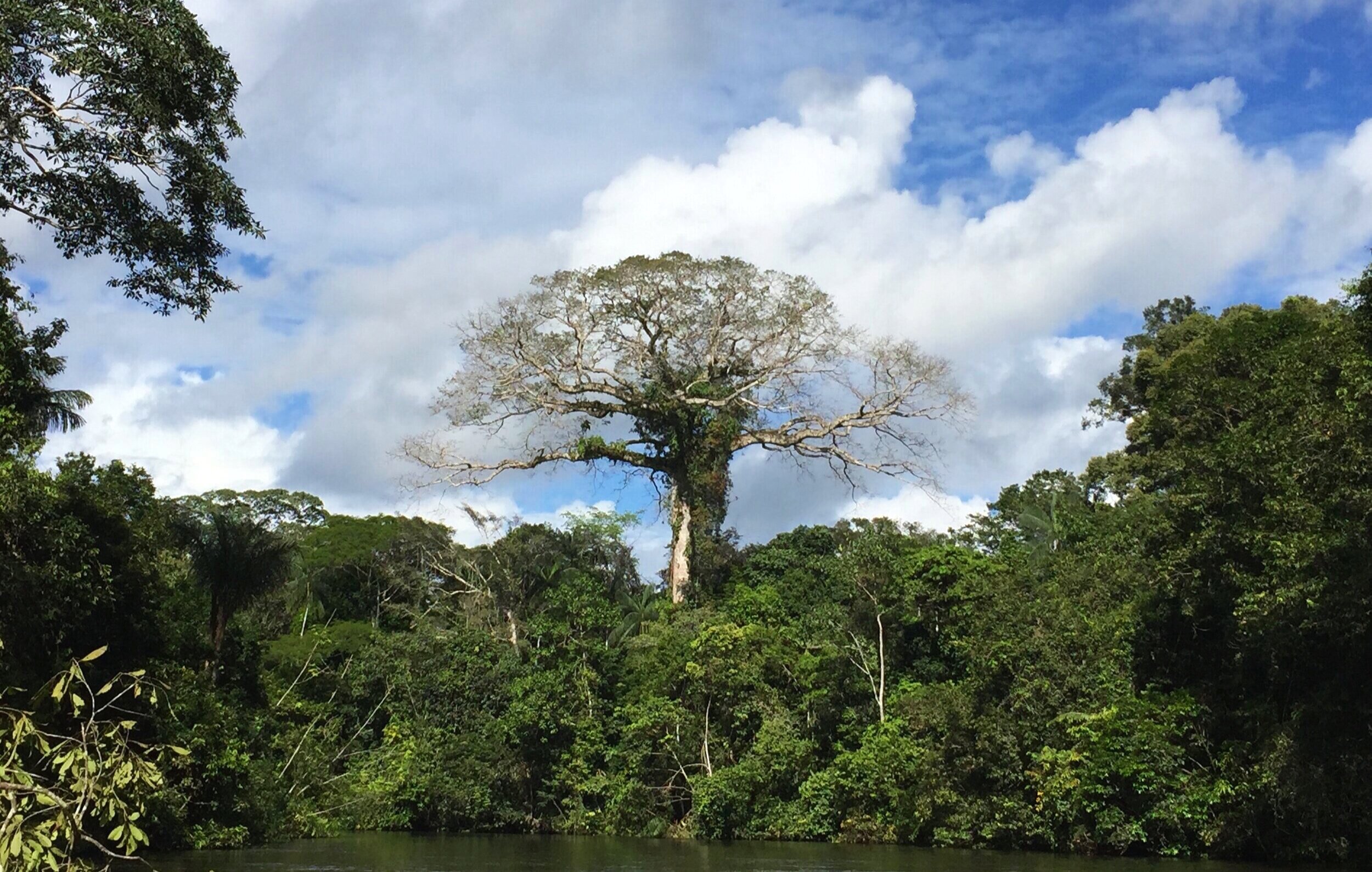 Tree of Life - Las Amazonas, Ecuador