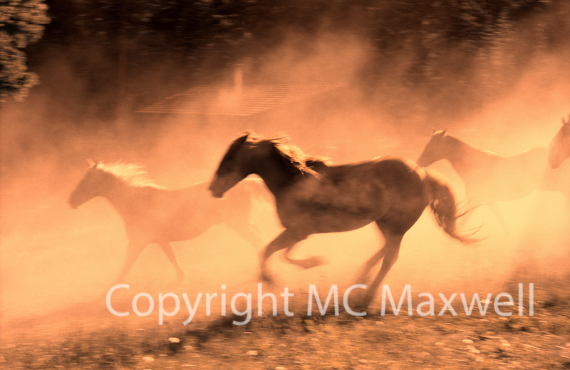 MT - Horses Running.png