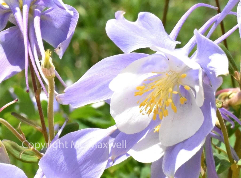 Wild Columbines (Colorado)