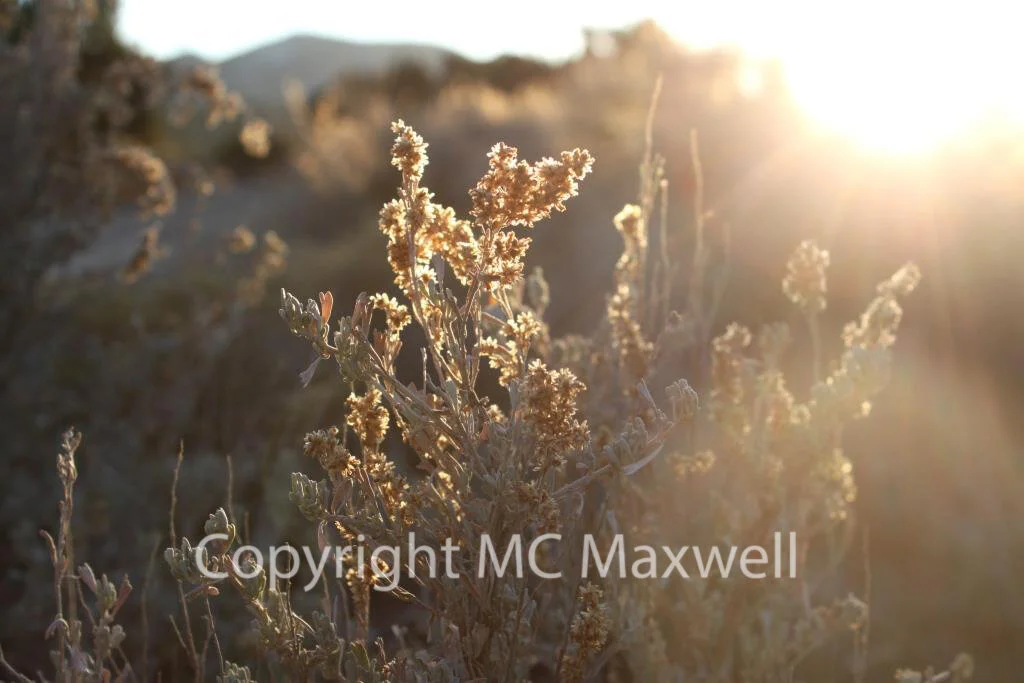 Taos, Fading Light