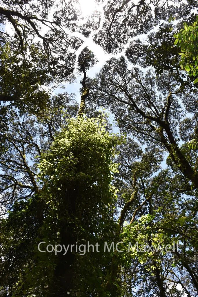 Puzzle (Kilimanjaro, Tropical Zone)