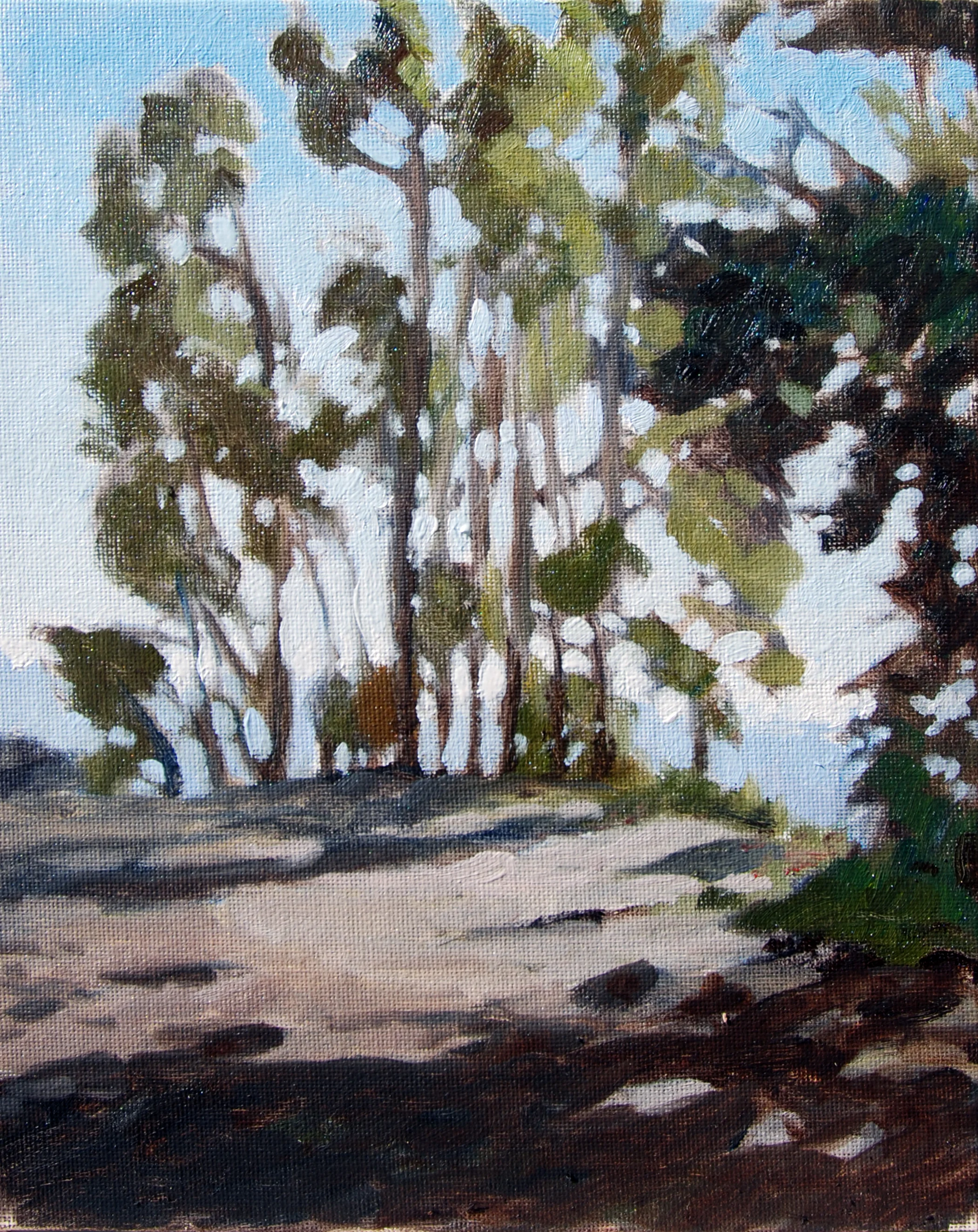 Grizzly Eucalyptus, 10 x 8 in. Oil on canvas. Available for purchase. (2016)