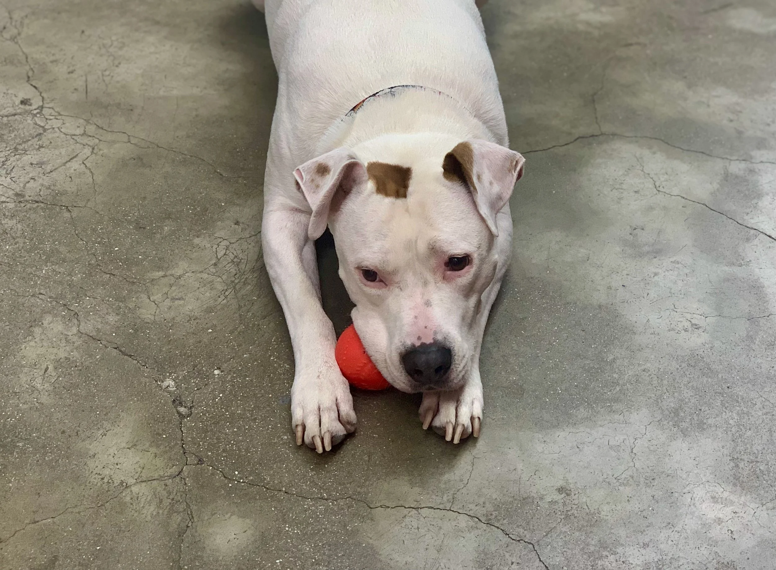 Understanding College Deferrals