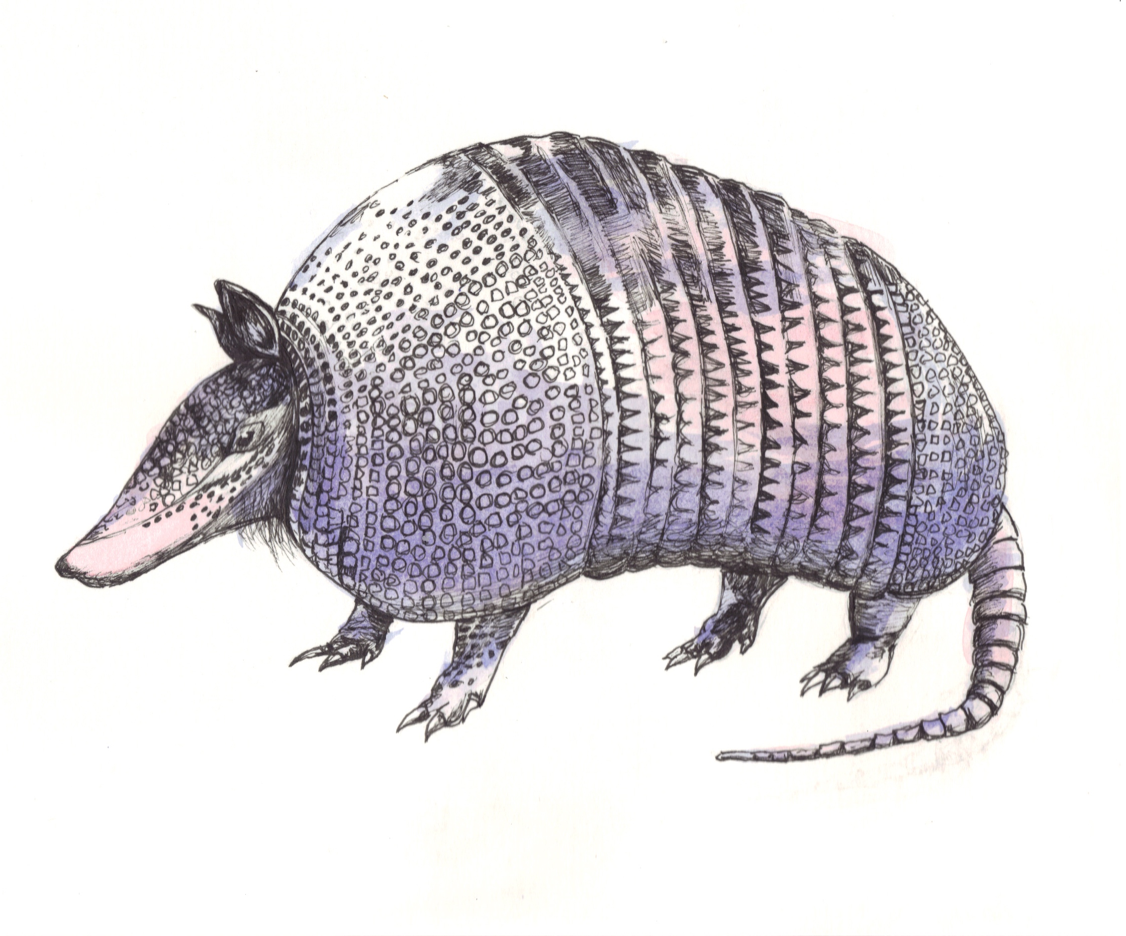 Armadillo // Pen & Ink