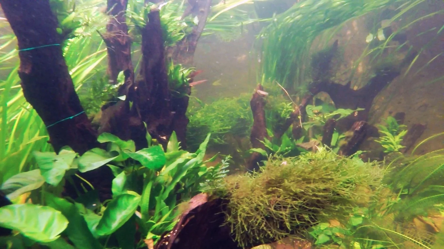 Community at the Conservatory!