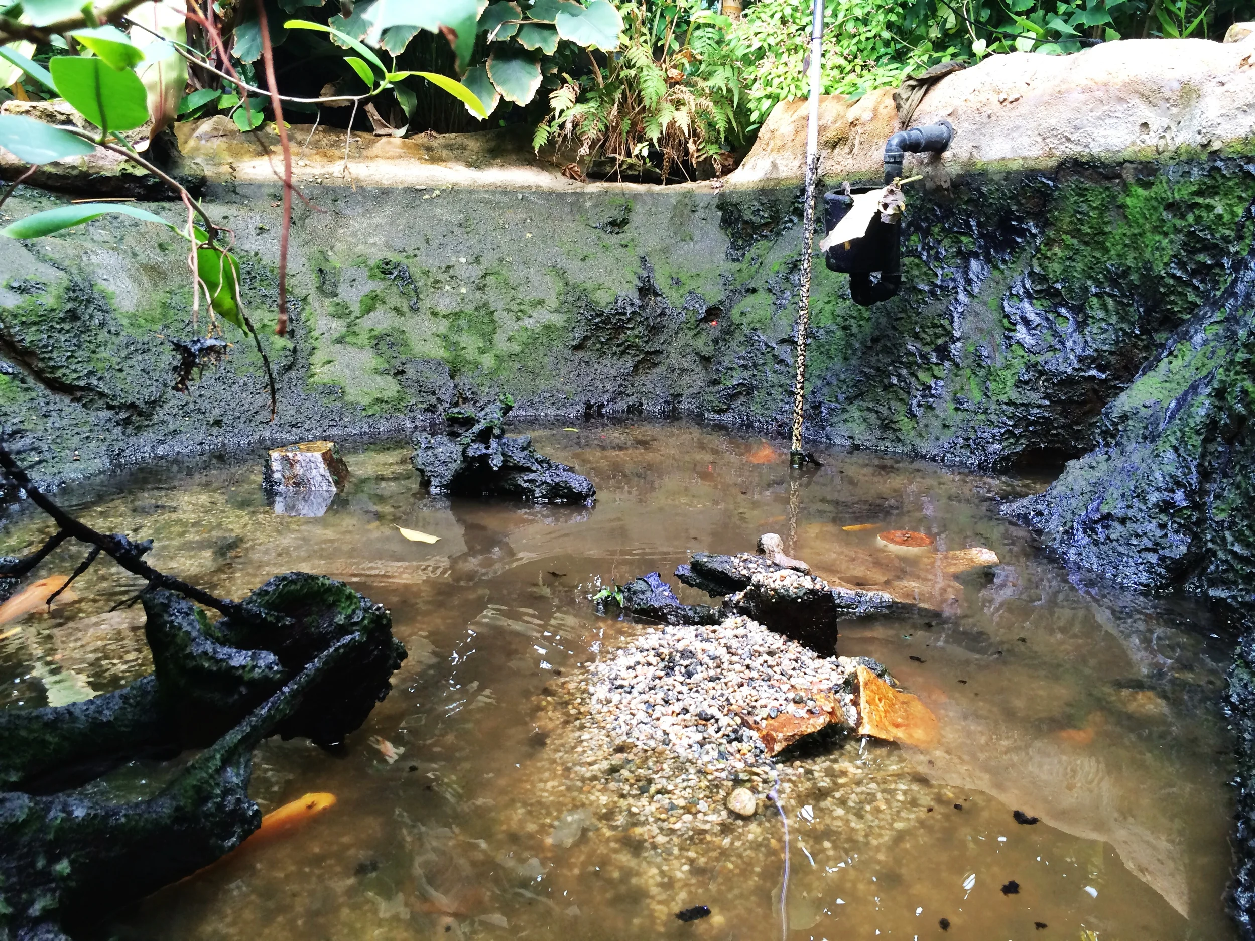 A Walk Through the Pond