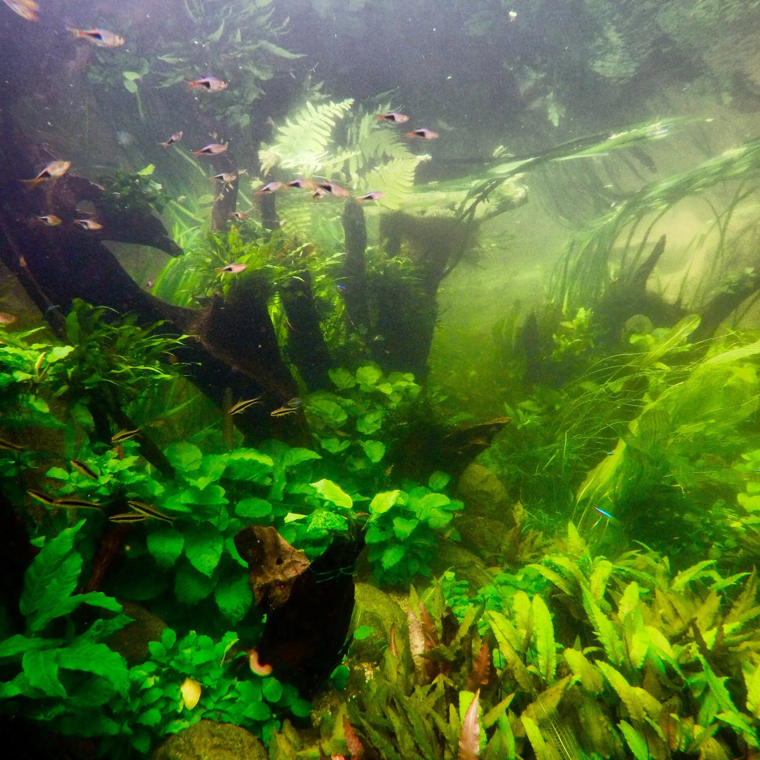 The Huntington Library Winter Swim