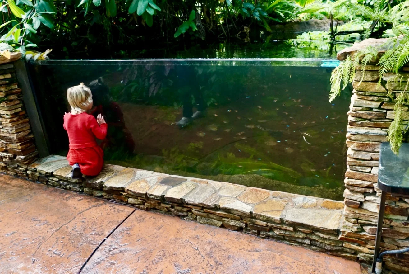 Seen Through the Glass