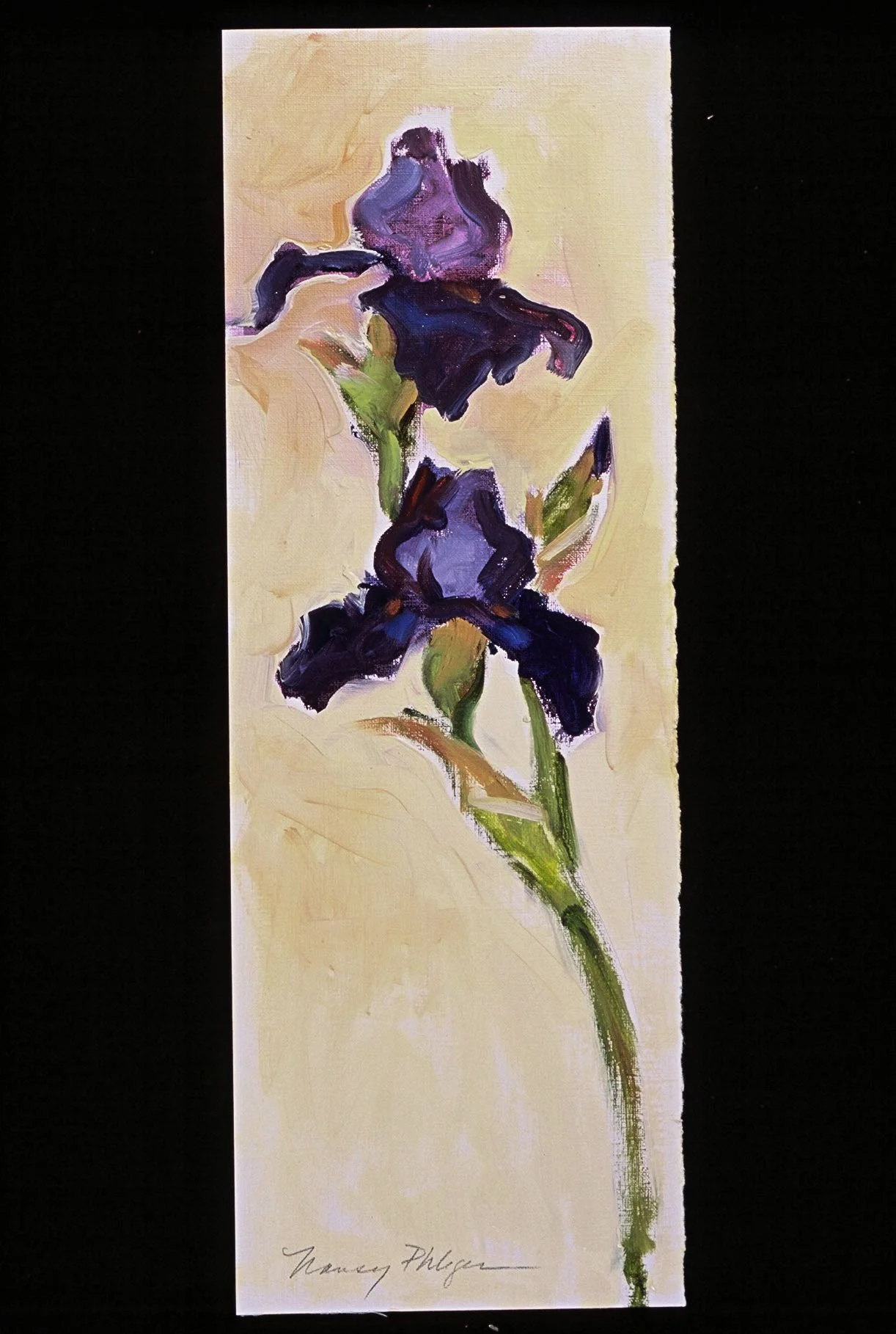 Tassie Iris #3.jpg