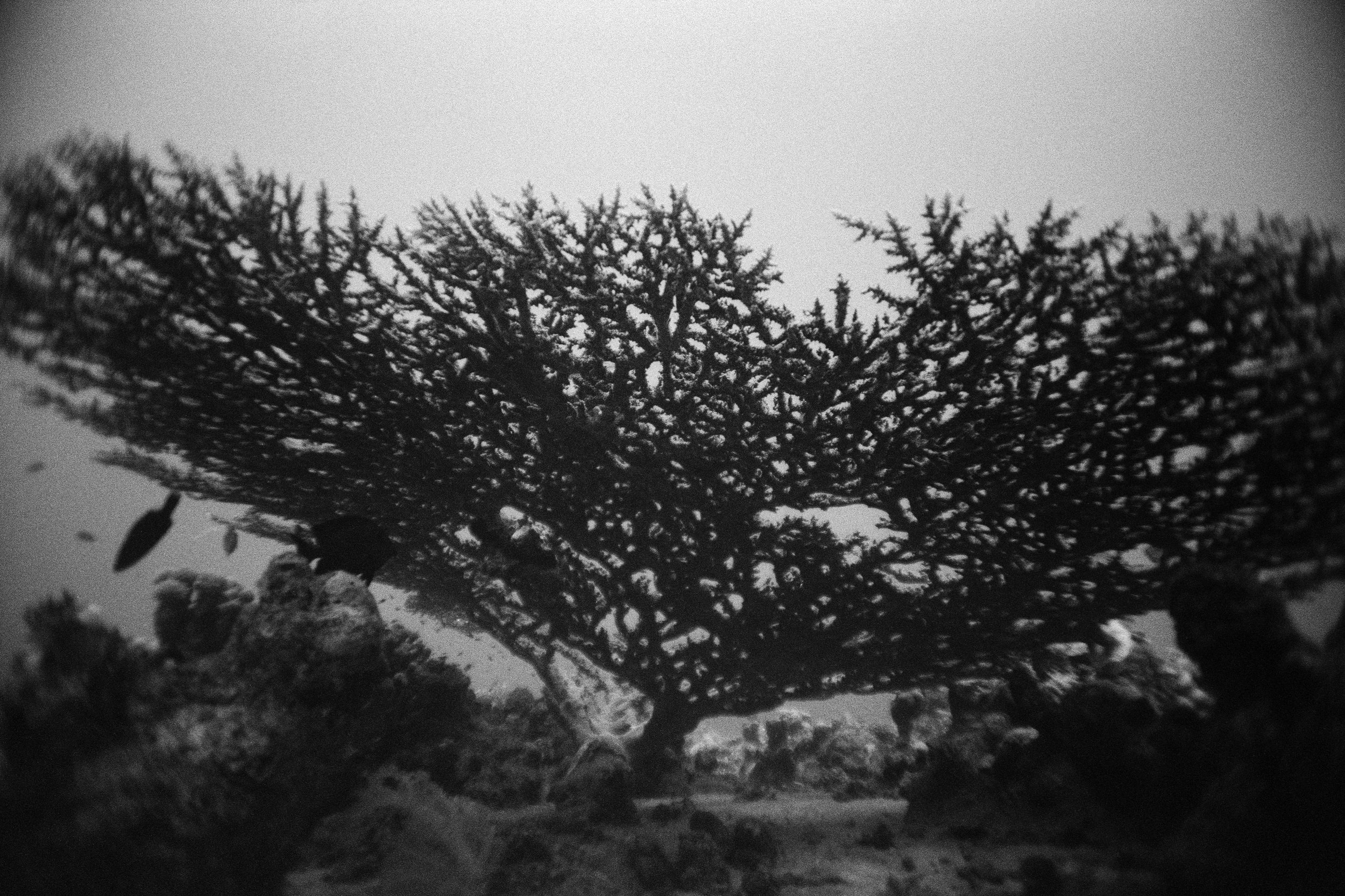 PEDRO_SERTAO_28_P20_PRBaryta_Gray_120x80cm copy.jpg