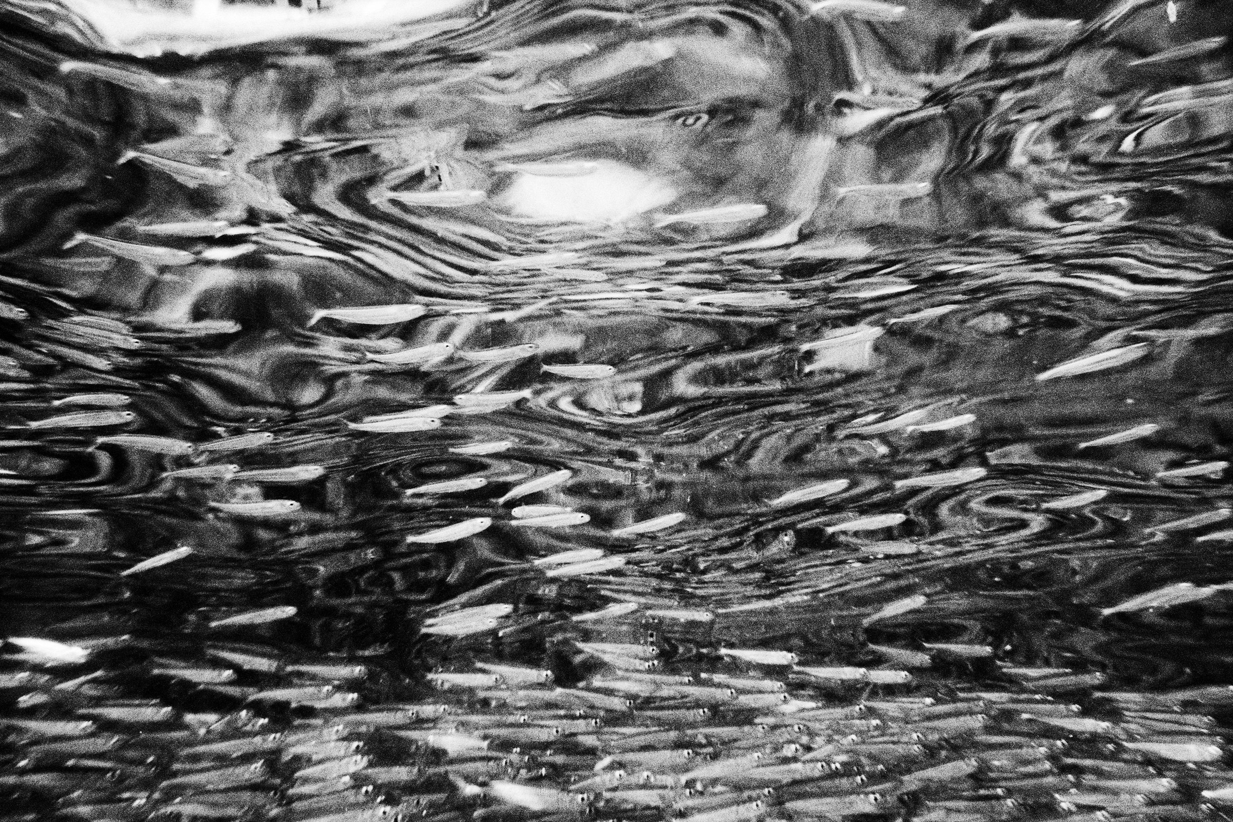 PEDRO_PEIXINHOS_P20_PRBaryta_Gray copy.jpg