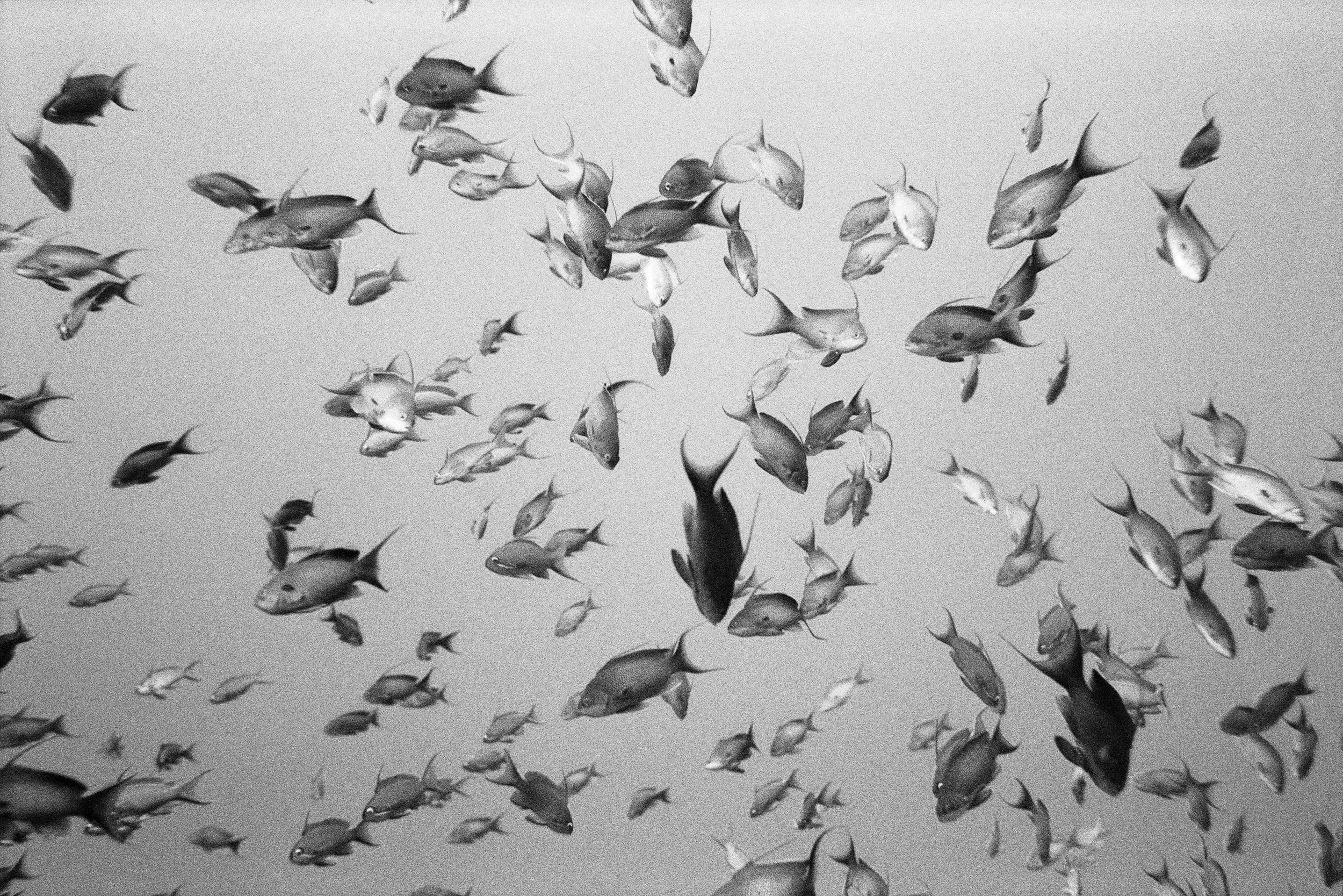 PEDRO_PEIXES_ESPACO_07 2_P20_PRBaryta_Gray_120x80cm copy.jpg