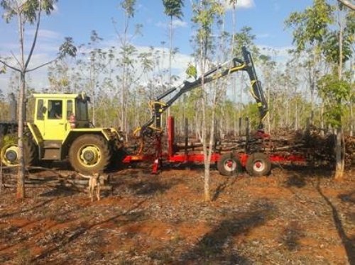 Photo- Extraction of first thinning material