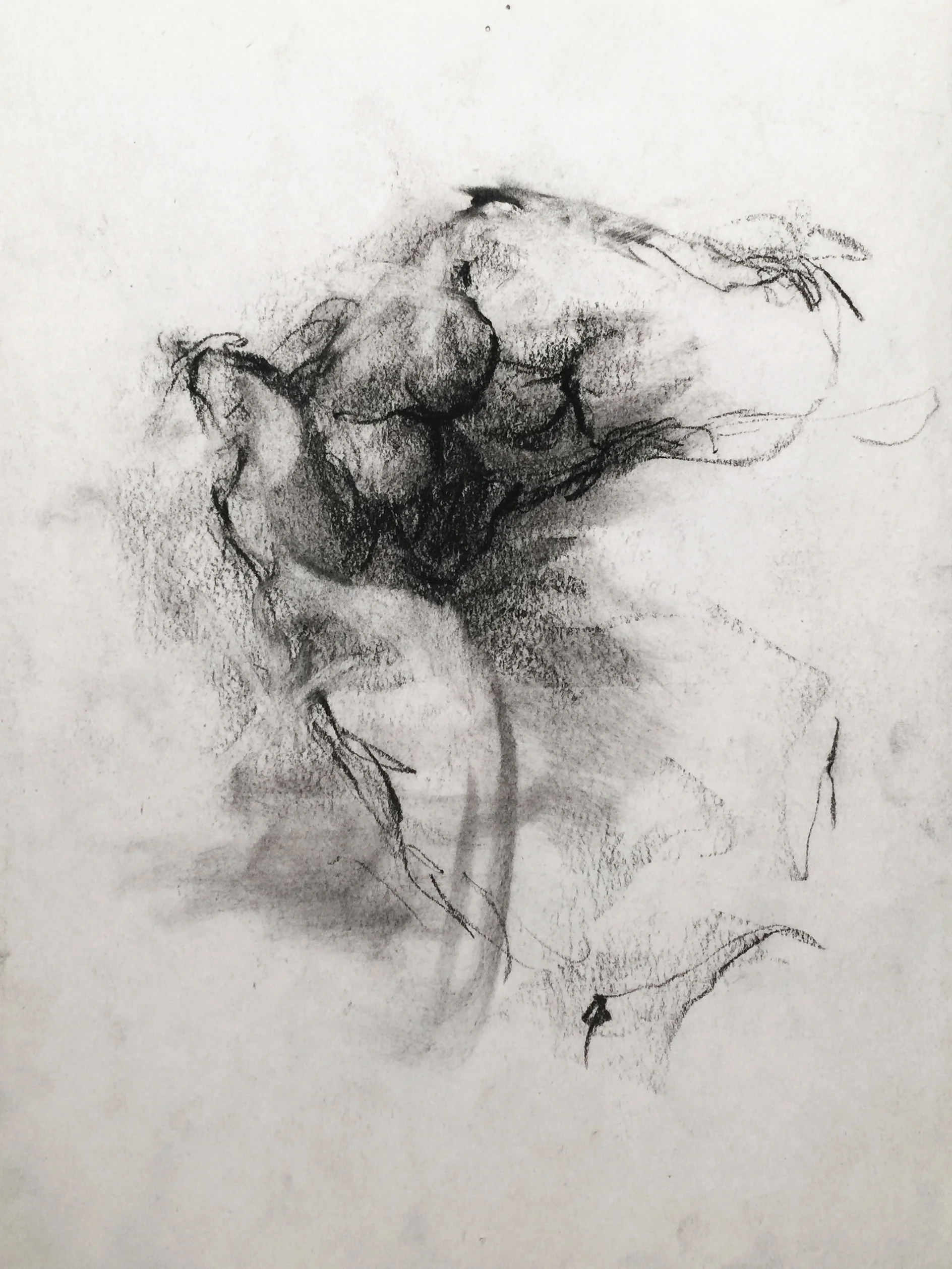 Charcoal on newsprint 2015