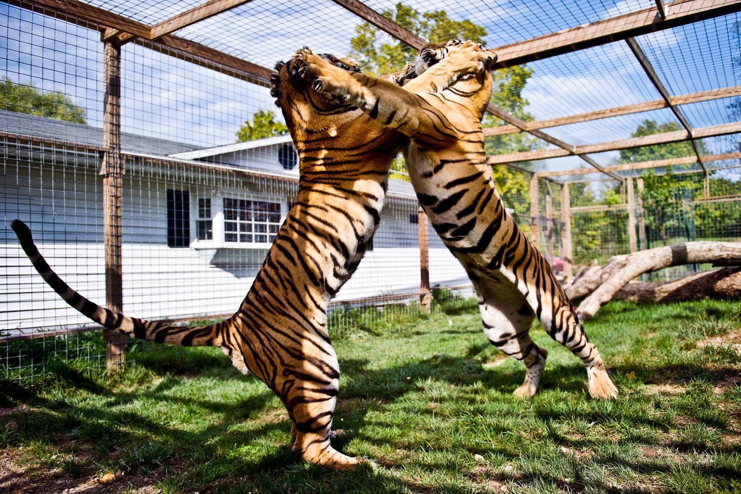 two tigers fight eachother