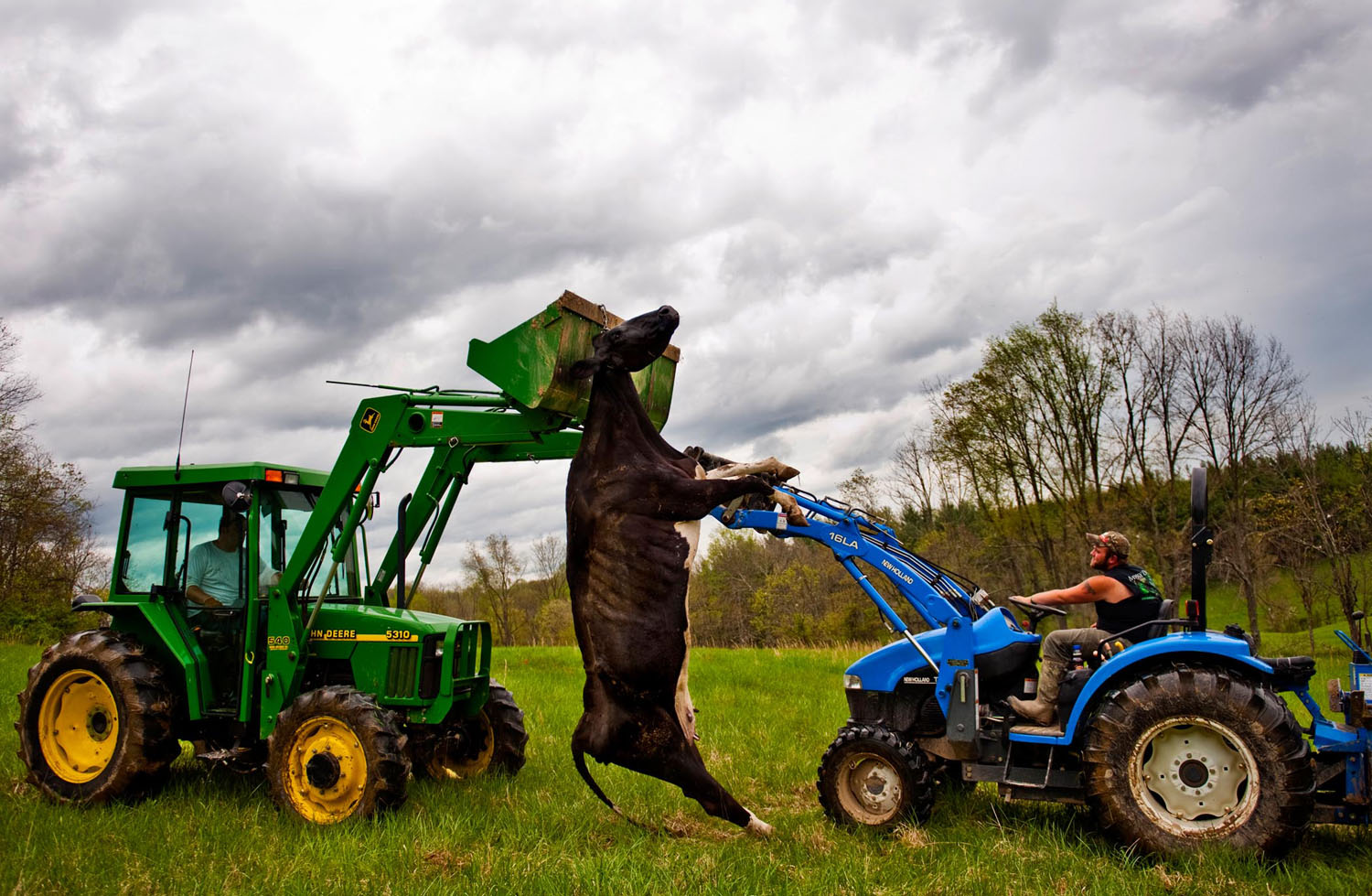 A cow is hung up by two tractors