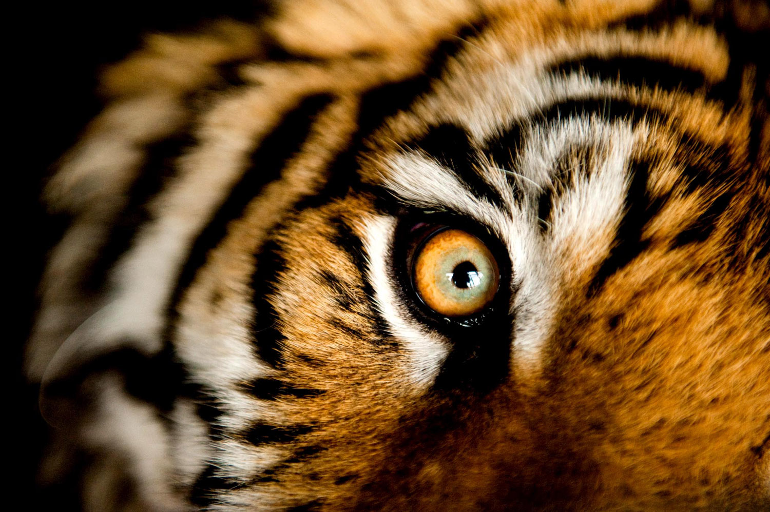 tiger eye