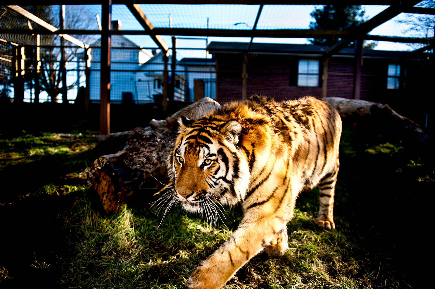 A tiger on the prowl