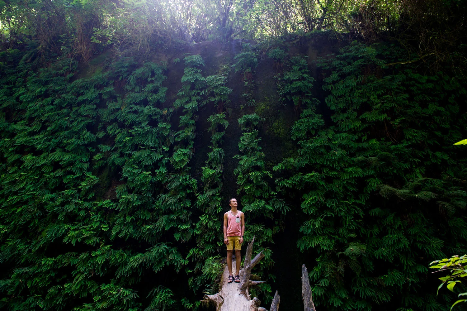 Boy stands among wall of ferns
