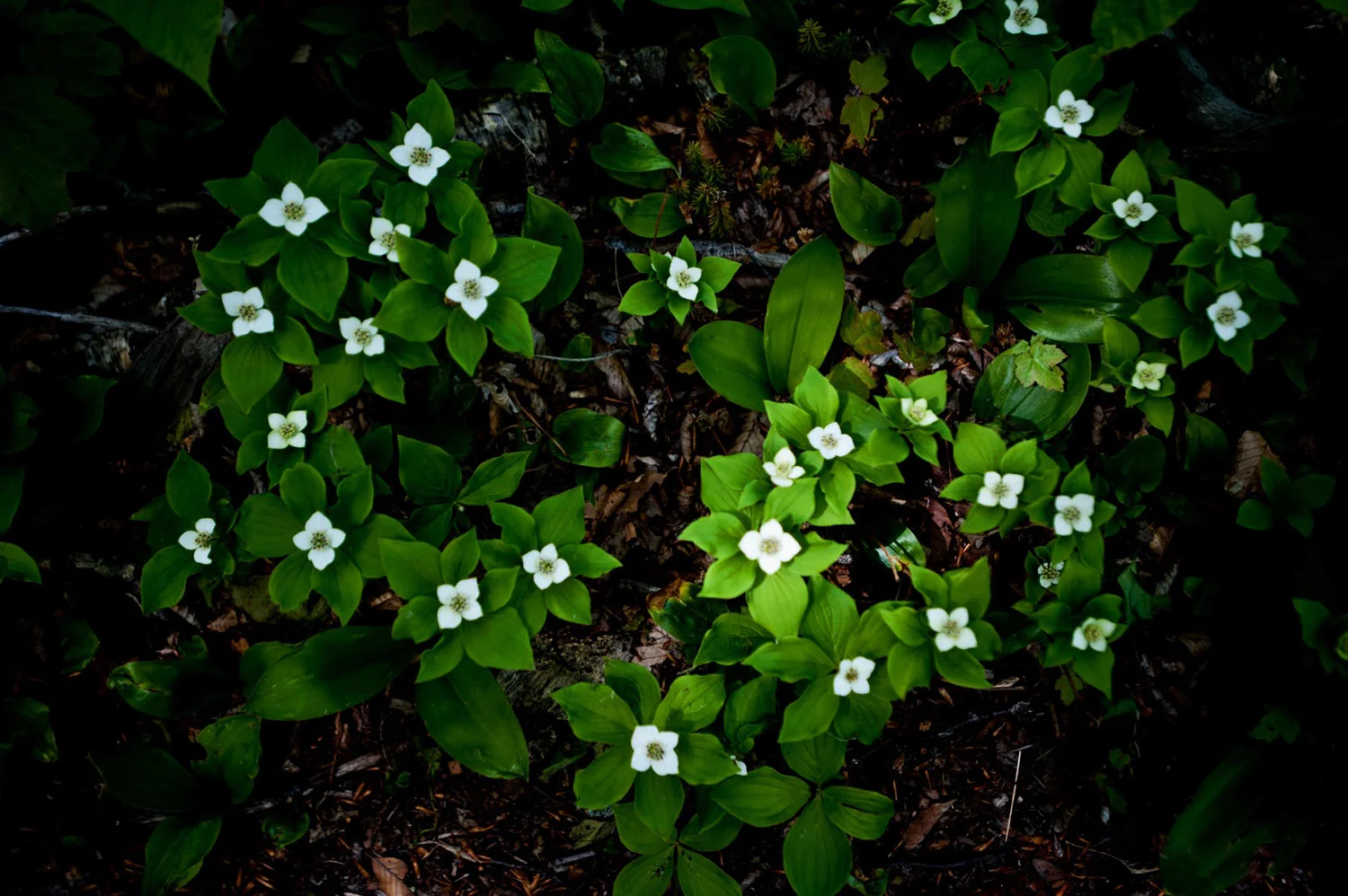 Wildflowers on the forest floor
