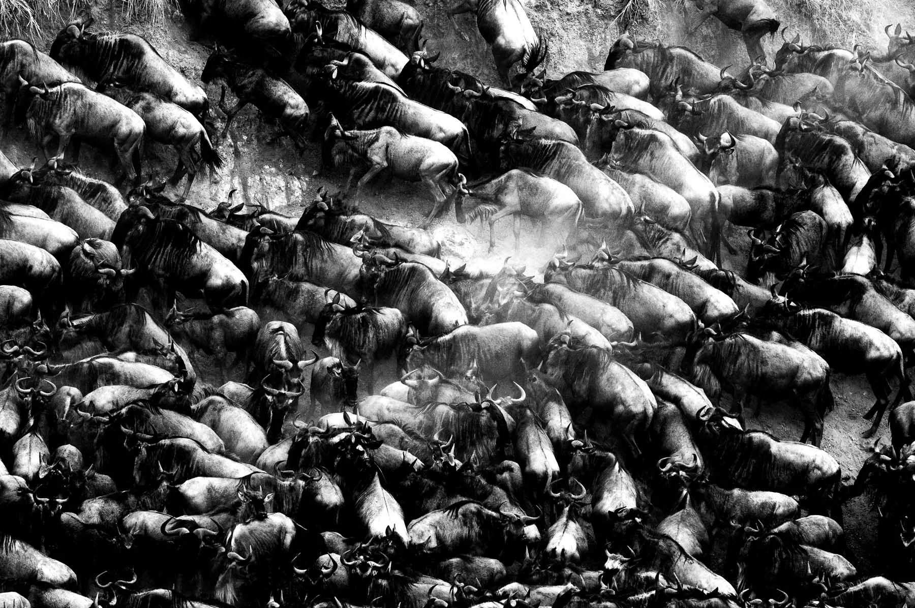 Wildebeest migration takes place in the Masai Mara