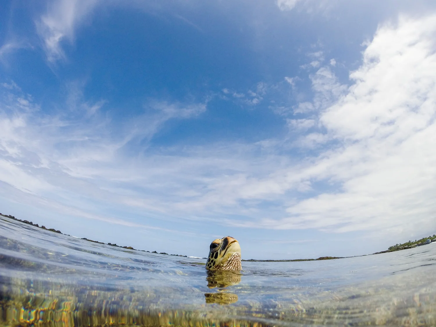 Sea turtle sticks its head above water