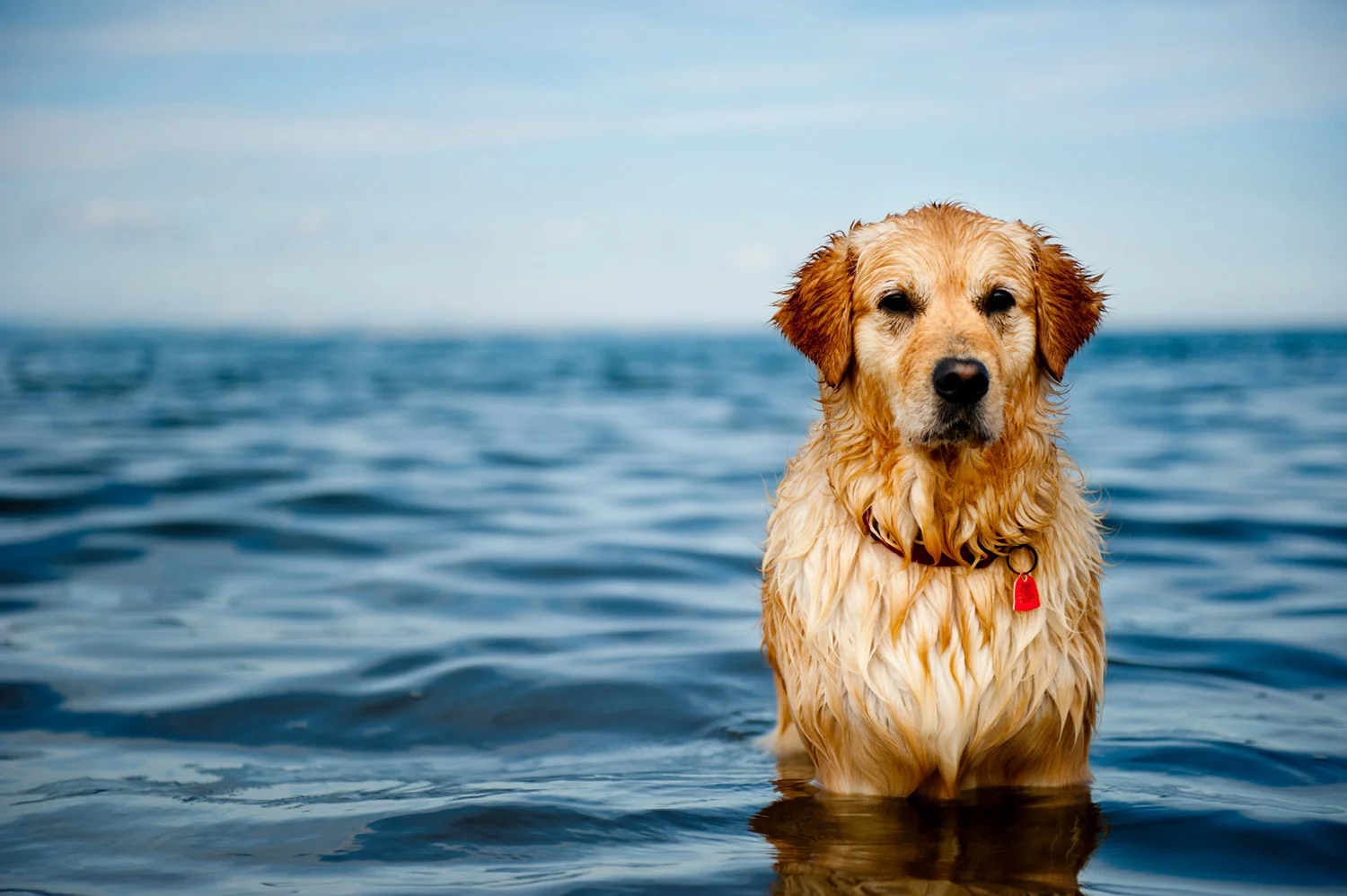 Canines_02.JPG