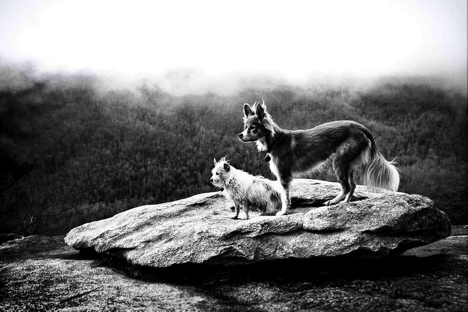 Canines_03.JPG