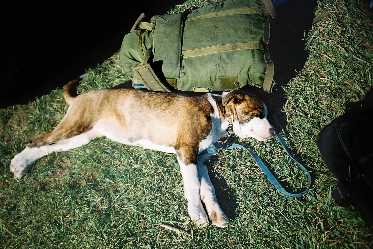 Canines_09.JPG