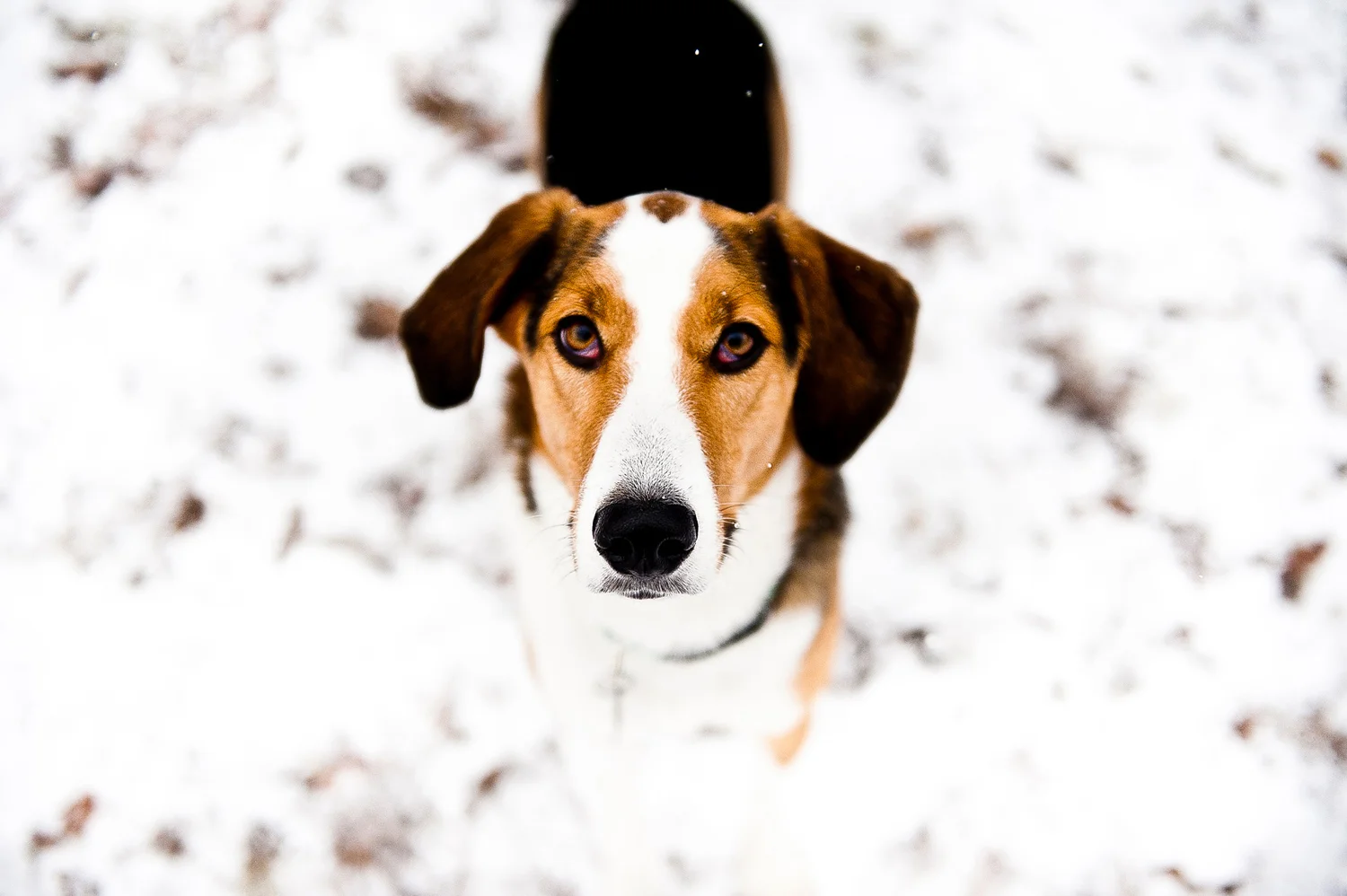Canines_10.JPG
