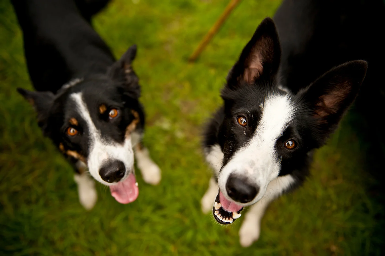 Canines_15.JPG