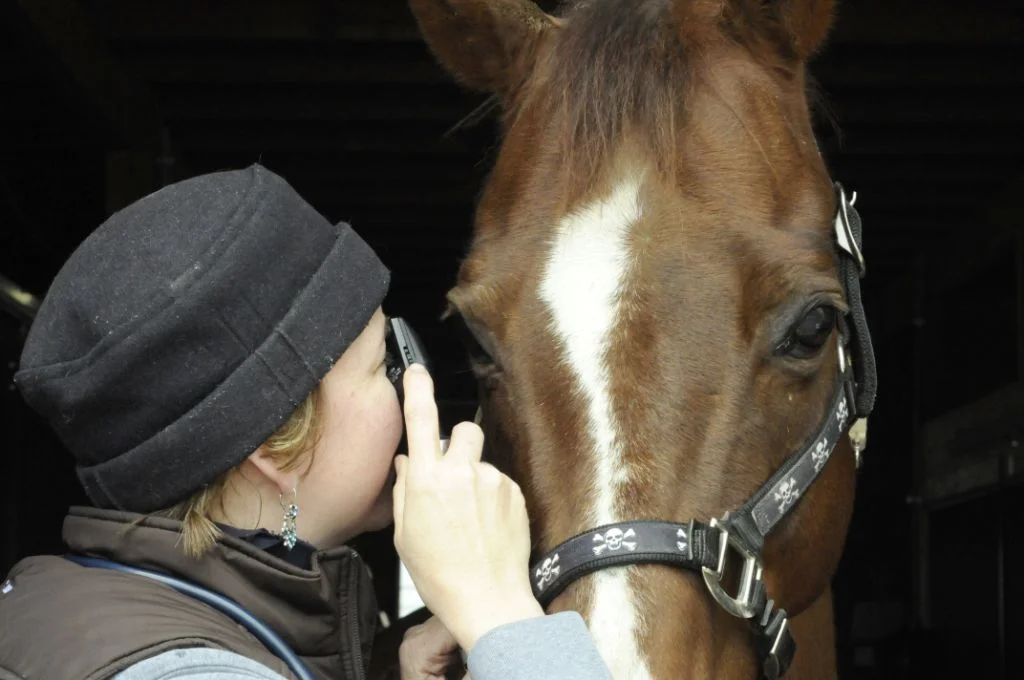 _DSC4668 vet eye exam (C) Dusty Perin.jpg