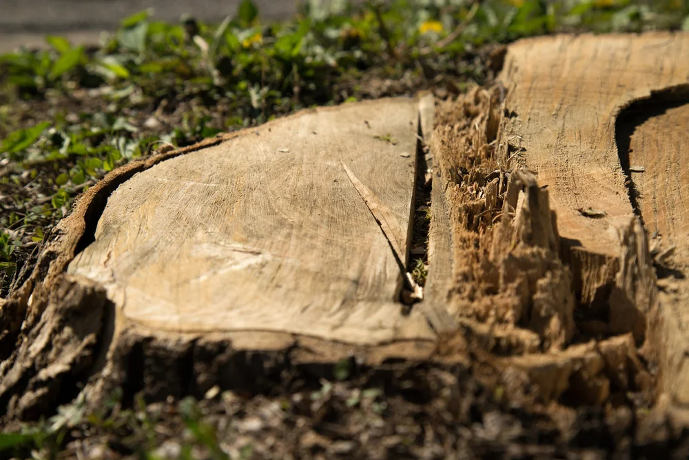 Ash tree cut down due to the EAB