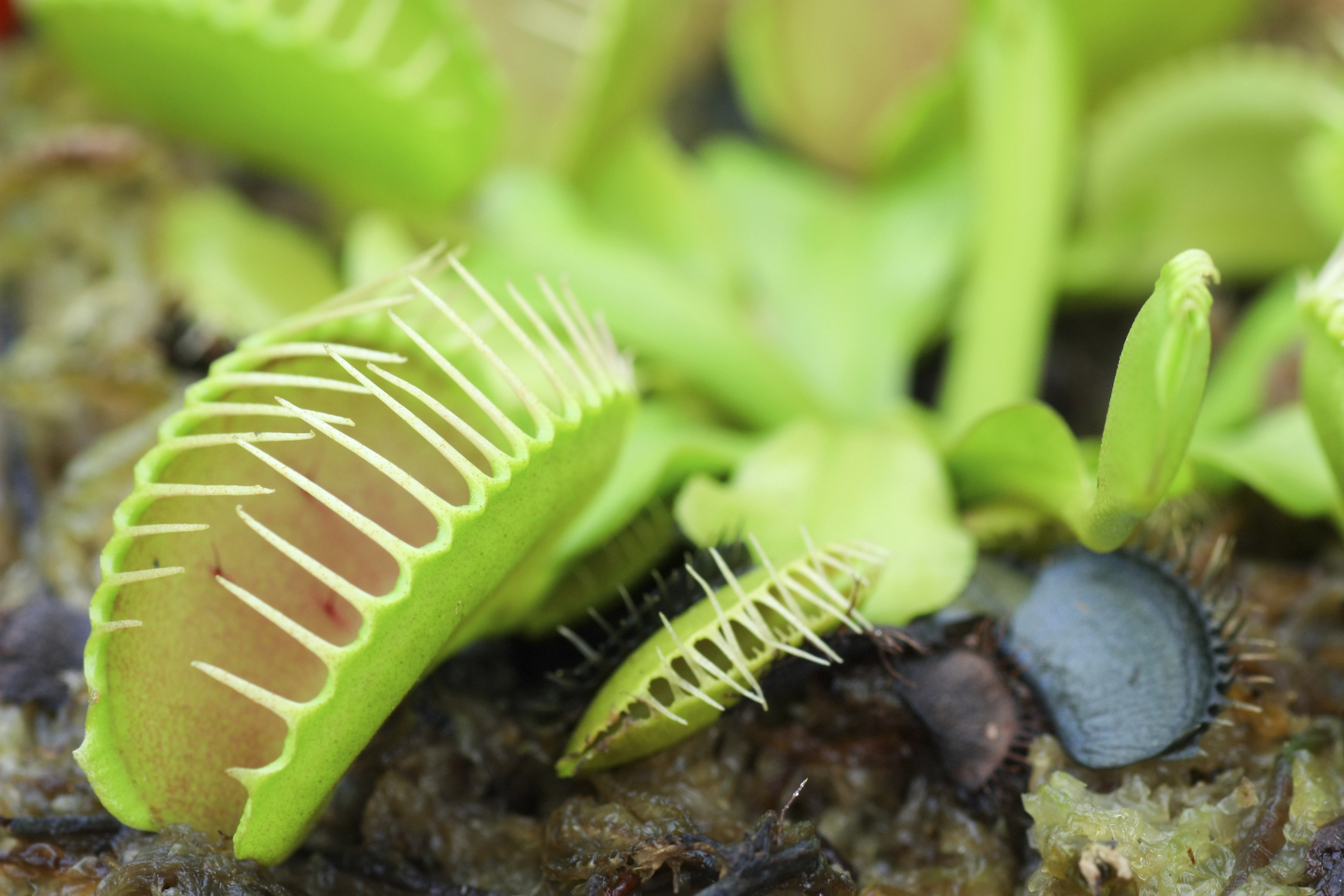 "Plant Strong?" Even Meat eating plants can't thrive on substitute food