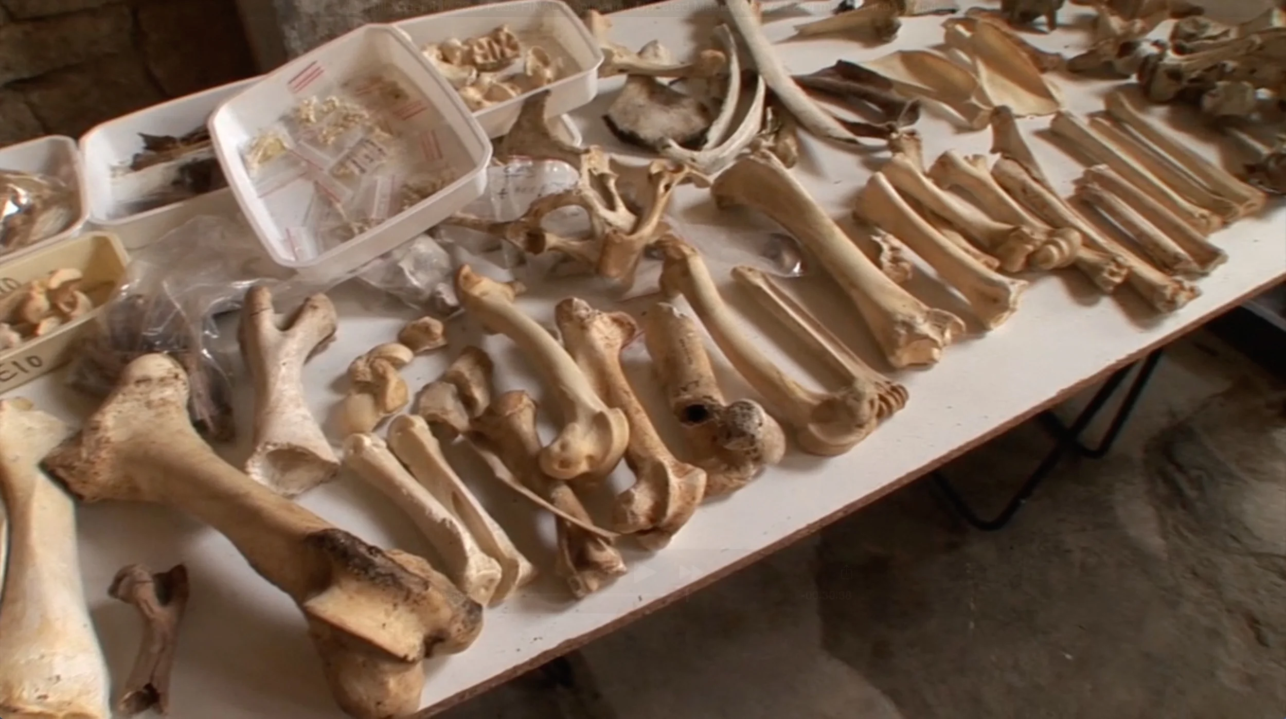 Think Again: Early Modern Humans did not eat anything they could get their hands on