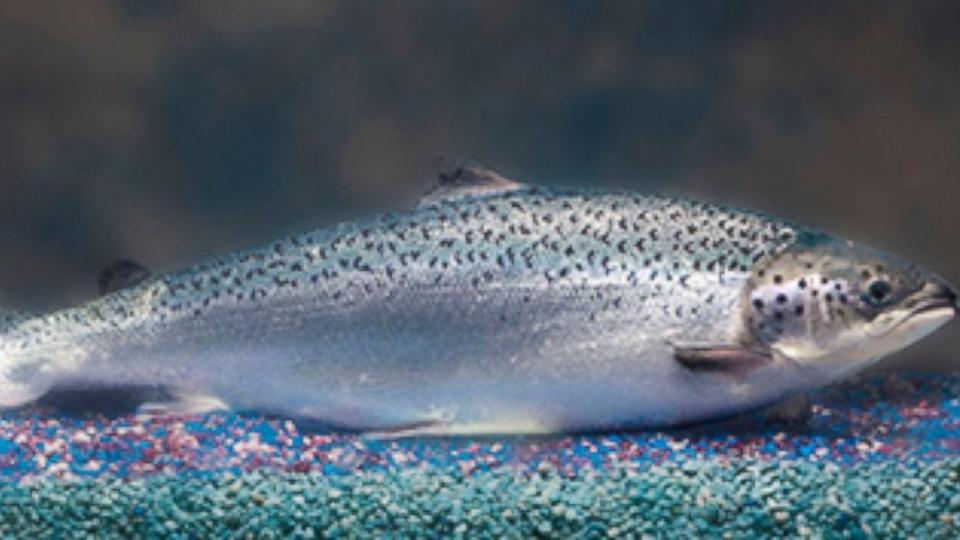 FDA Approves Genetically-Modified Salmon (ABC News)